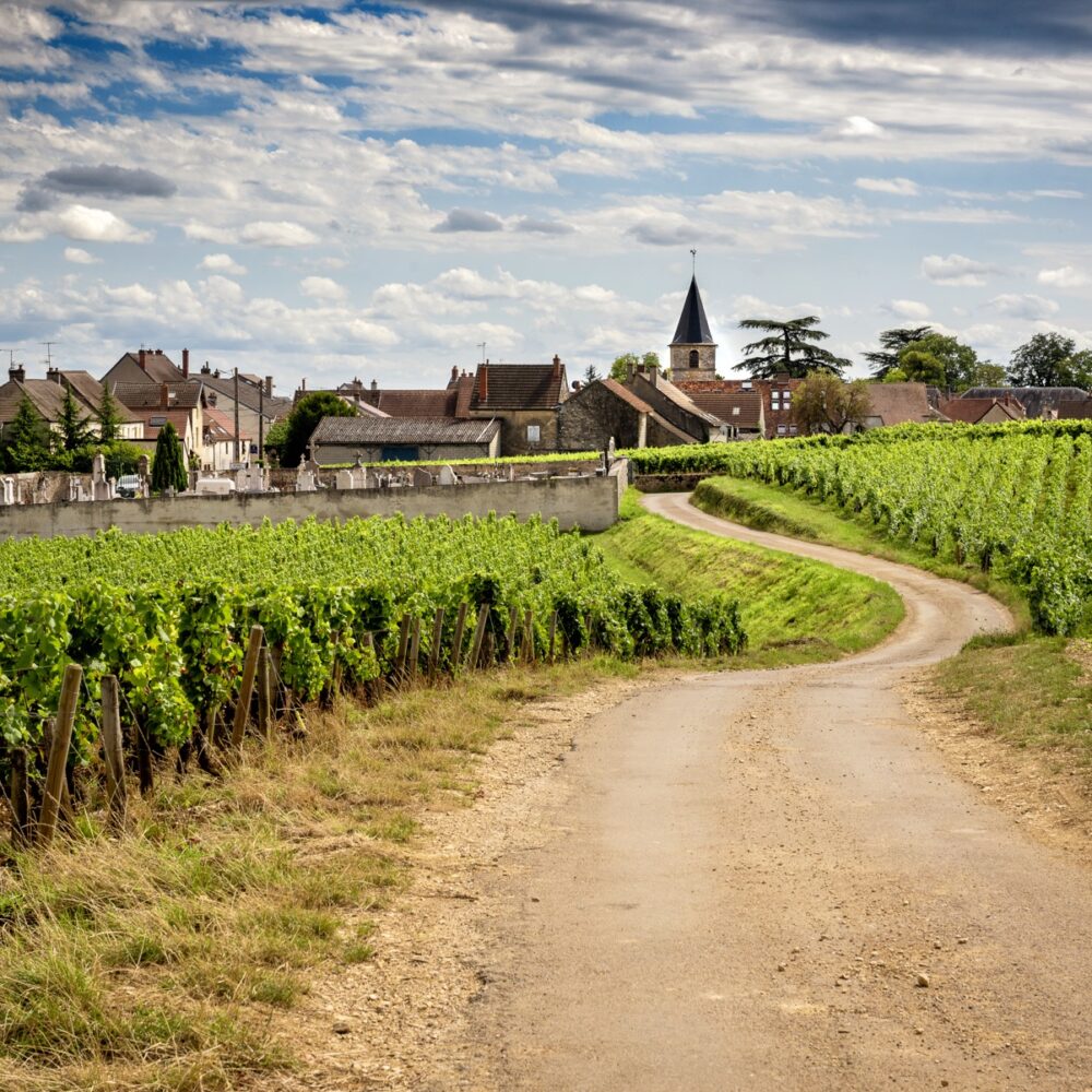 Burgundy. Road in the vineyards leading to the village of Vosne-Romanée. France